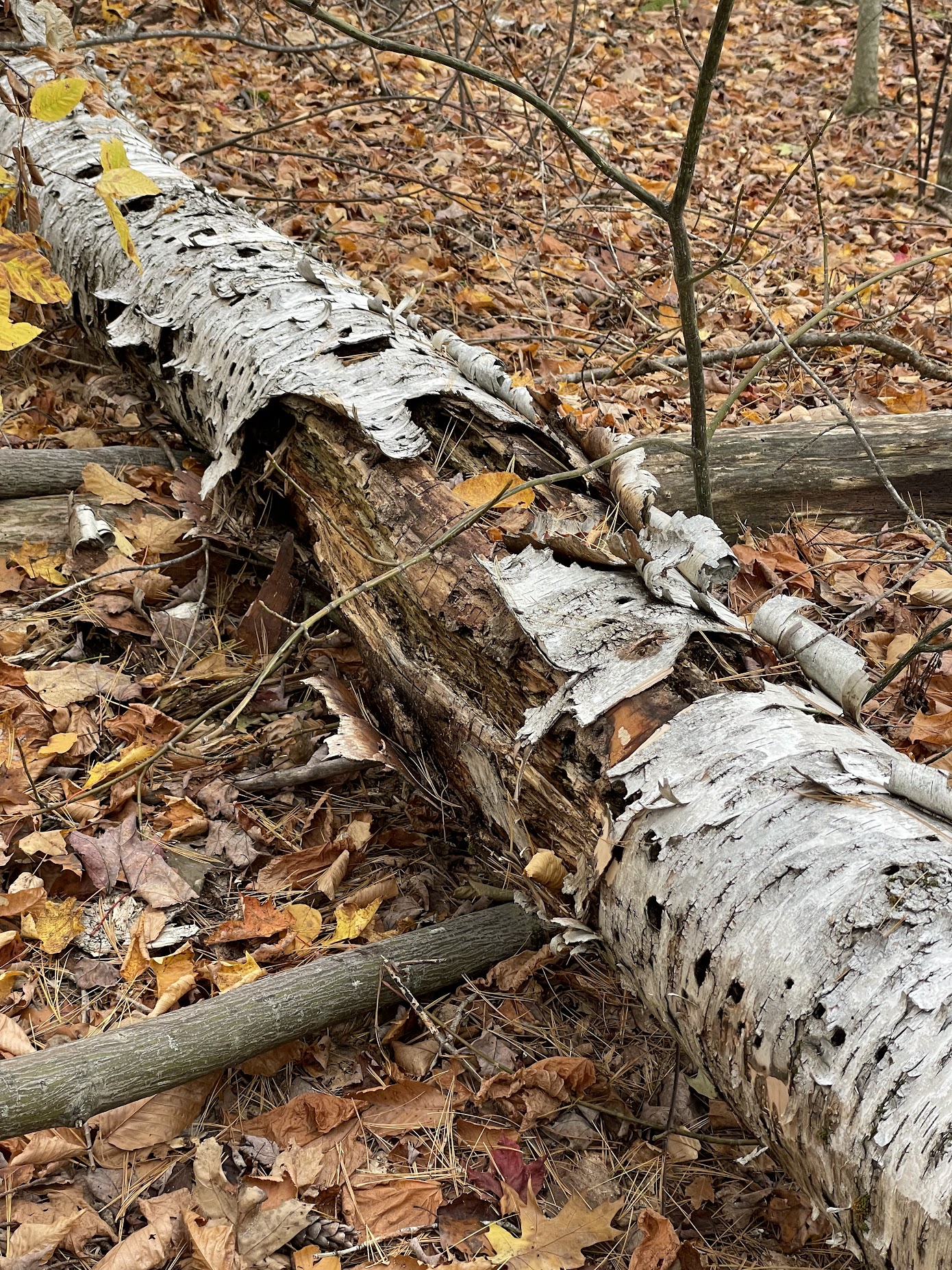 Emergence: Moving away from Real Numbers